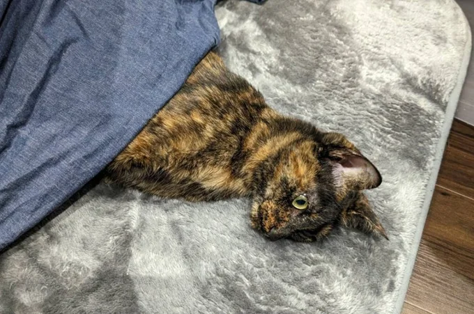 こたつに入って寝る態勢な姿には思わず「中に人いる？」と言いたくなります（笑）▶そんなまぜこちゃんですが、（⇒次へ）