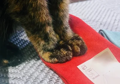 どこから見ても可愛い足。見ているだけでニコニコしちゃいますね♪（⇒次からは、猫の不思議な生態を描く『夜は猫といっしょ8』が試し読みできます！）