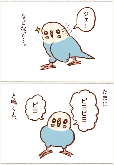 たまにピヨピヨと鳴くと…