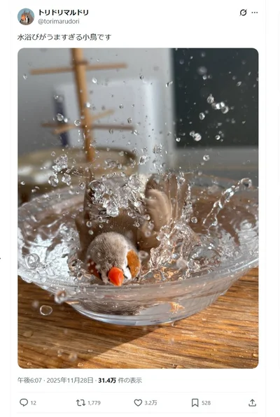 水浴びがうますぎる小鳥▶バッシャバッシャ!!（⇒次へ）