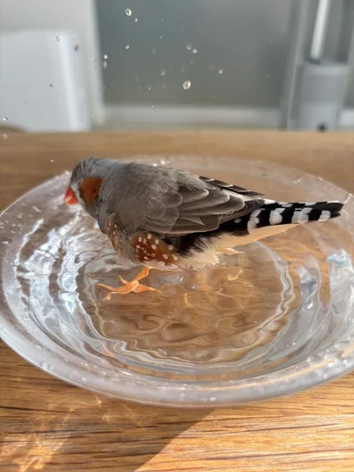 水浴びが控え目なムニンちゃん▶刮目せよ！（⇒次へ）