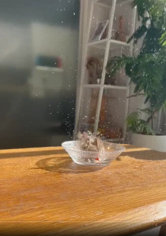 フギンちゃんのダイナミックな水浴び▶スプラッシュ！（⇒次へ）