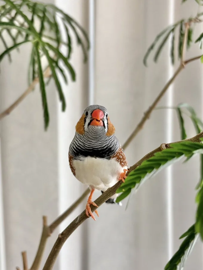 枝にとまるムニンちゃん▶なでなでしたい…（⇒次へ）