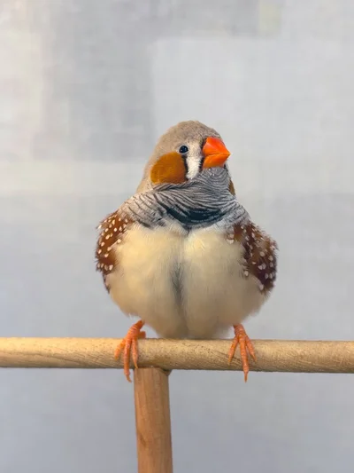 ほわほわのフギンちゃん▶動けない！（⇒次へ）