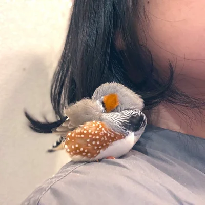 肩でねんねするムニンちゃん▶キリッ★（⇒次へ）