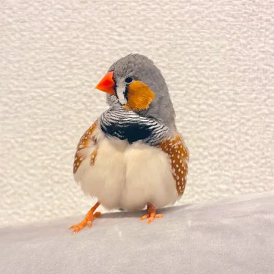 かっこいい顔のムニンちゃん▶ムッチリ感が…（⇒次へ）