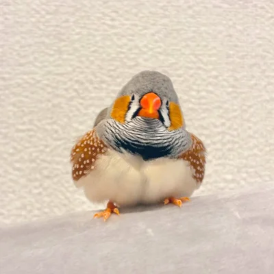 かわいいお顔のムニンちゃん▶これが落ち着くのよ（⇒次へ）