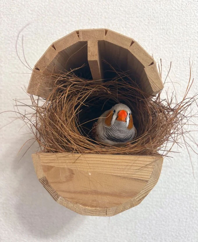 藁が多め？まったり落ち着くフギンちゃん▶はじまる！（⇒次へ）