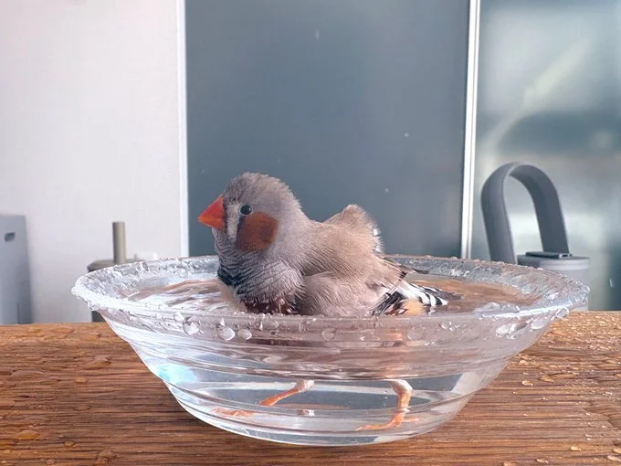 水浴びをはじめるフギンちゃん▶変わらない美しさ（⇒次へ）