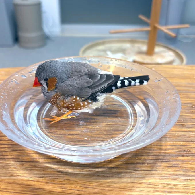 お水の中にたたずむまんまるムニンちゃん▶おりこうさん（⇒次へ）