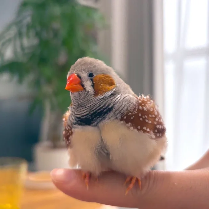 指にとまるフギンちゃん▶対比（⇒次へ）