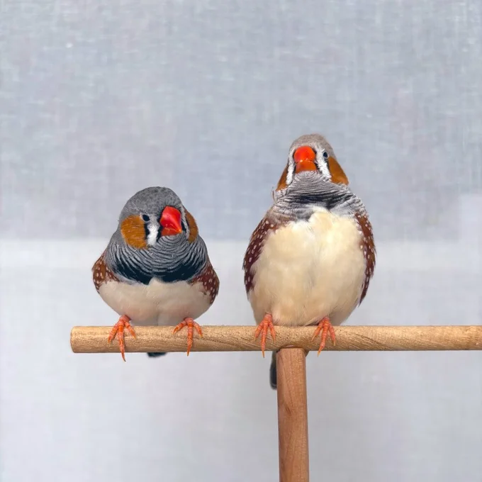 まんまるフォルムと、のびのびフォルム▶モデル…？（⇒次へ）