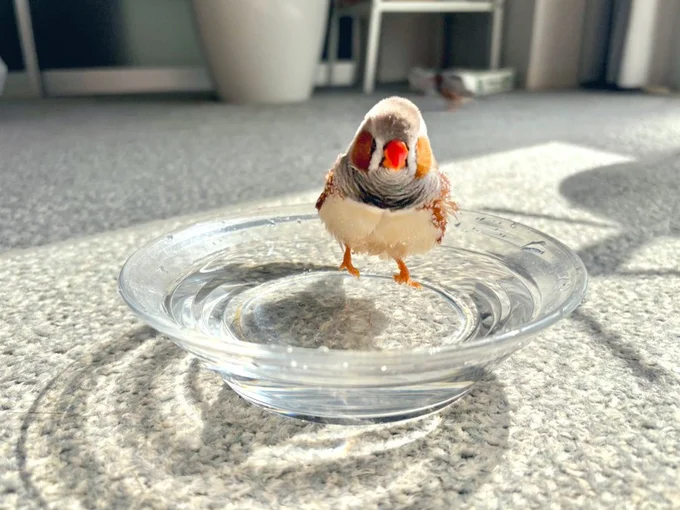 水浴び大好きフギンちゃん