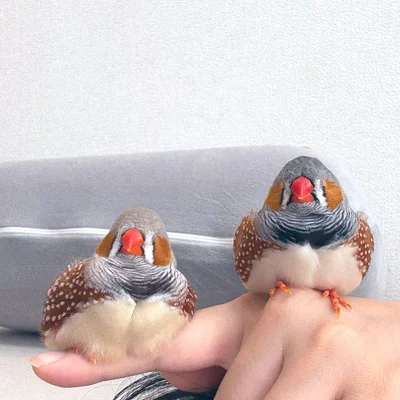 もちもちともちもち▶ベストショット！（⇒次へ）