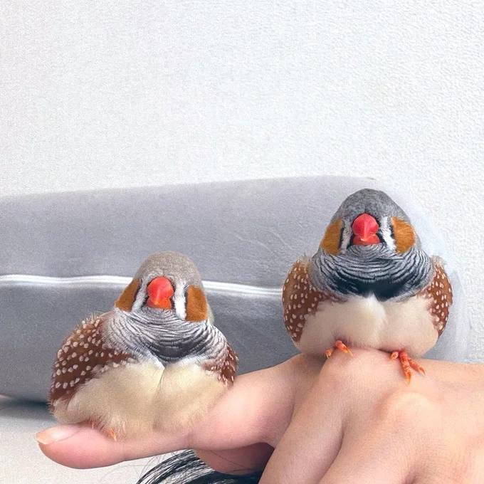 もちもちともちもち▶ベストショット！（⇒次へ）