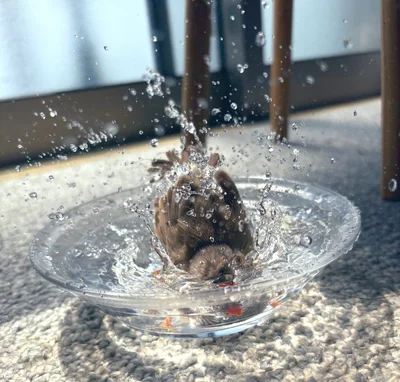 波紋と水しぶきがアーティスティックなフギンちゃん▶仲良し♪（⇒次へ）