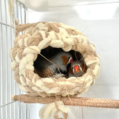 自分のおうちに侵入してきたフギンちゃんをツクツクしてあげてるムニンちゃん▶（次画像から鳥たちの意外と知らない可愛い素顔や豆知識がわかる！SNSで大人気の鳥マンガ『意外と知らない鳥の生活』が読めます）