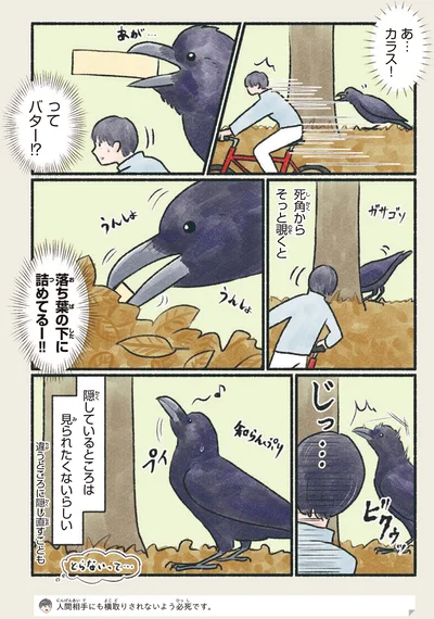 『意外と知らない鳥の生活』より