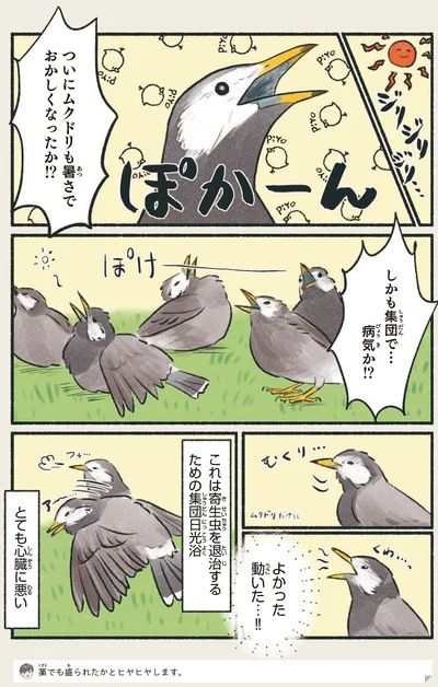 『意外と知らない鳥の生活』より