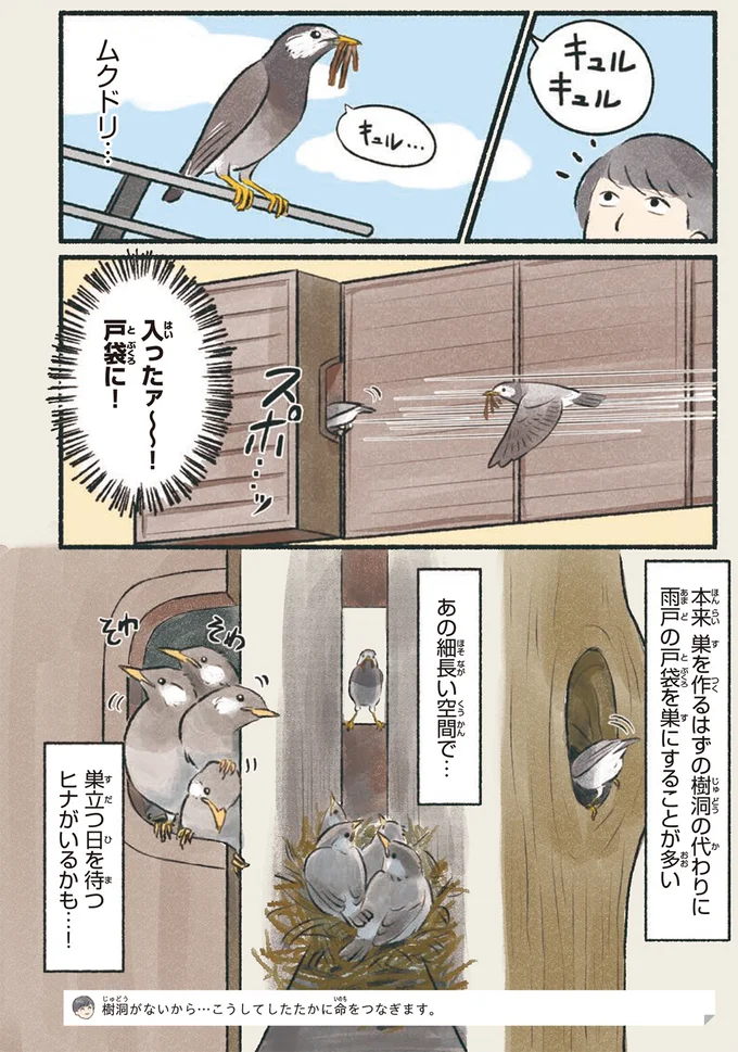『意外と知らない鳥の生活』より