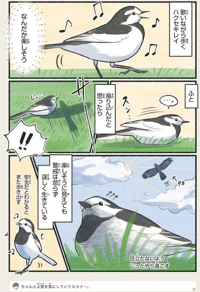 『意外と知らない鳥の生活』より