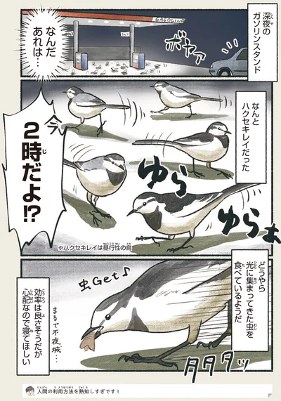 『意外と知らない鳥の生活』より