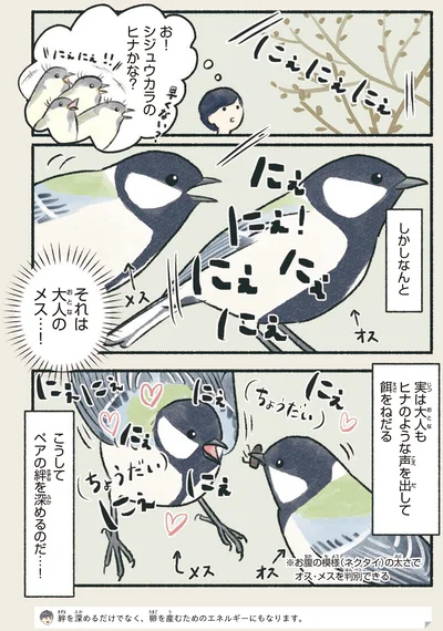 『意外と知らない鳥の生活』より