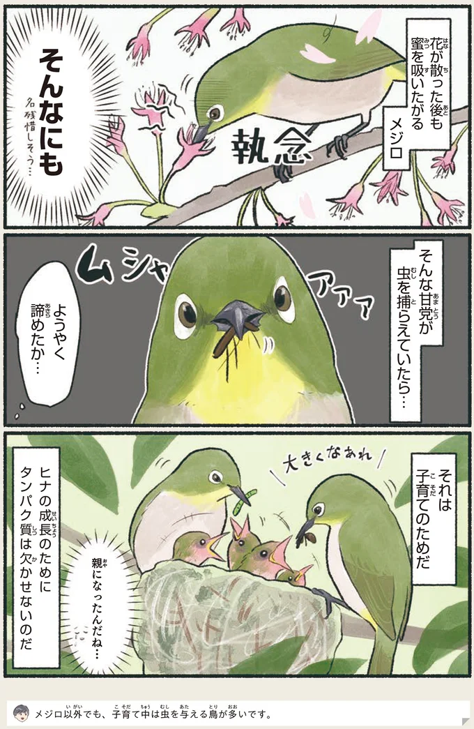 『意外と知らない鳥の生活』より