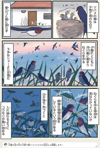 『意外と知らない鳥の生活』より