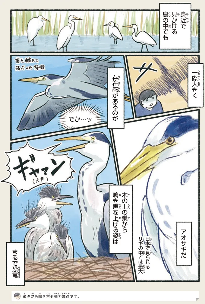 『意外と知らない鳥の生活』より