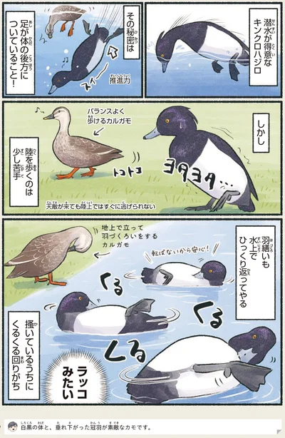 『意外と知らない鳥の生活』より