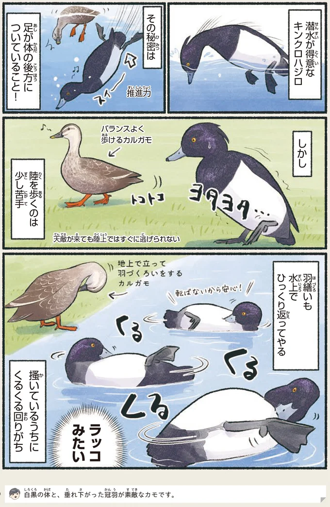 『意外と知らない鳥の生活』より