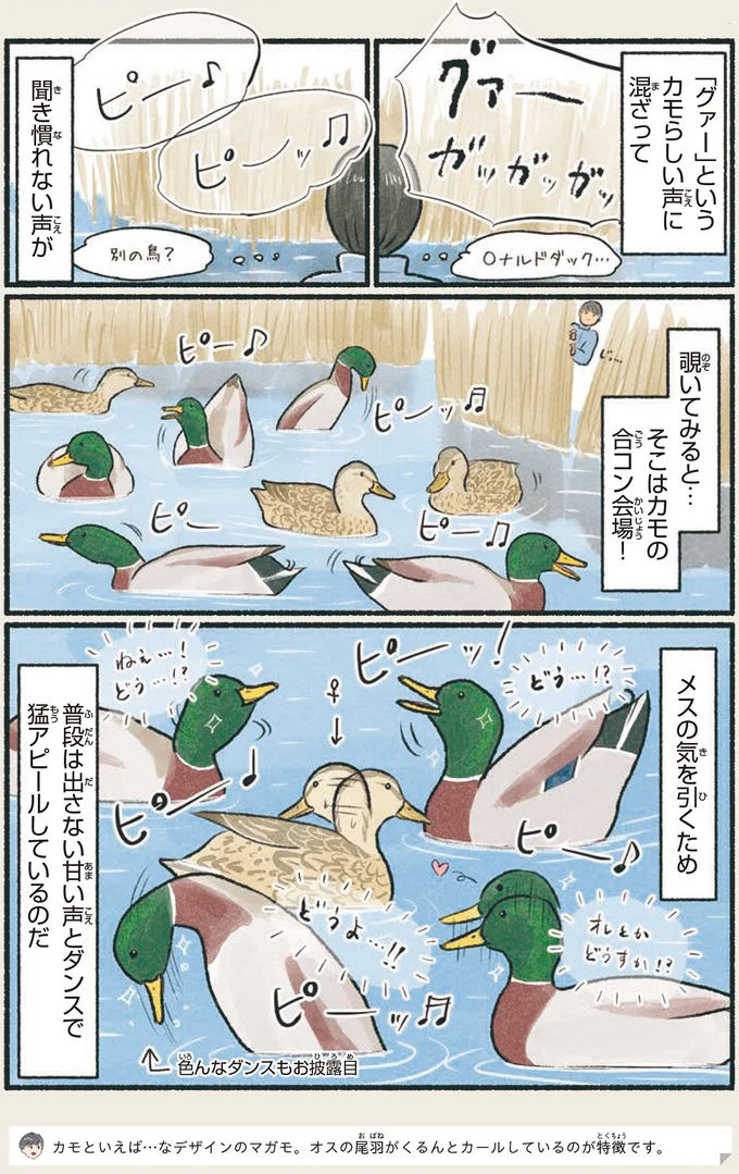 『意外と知らない鳥の生活』より