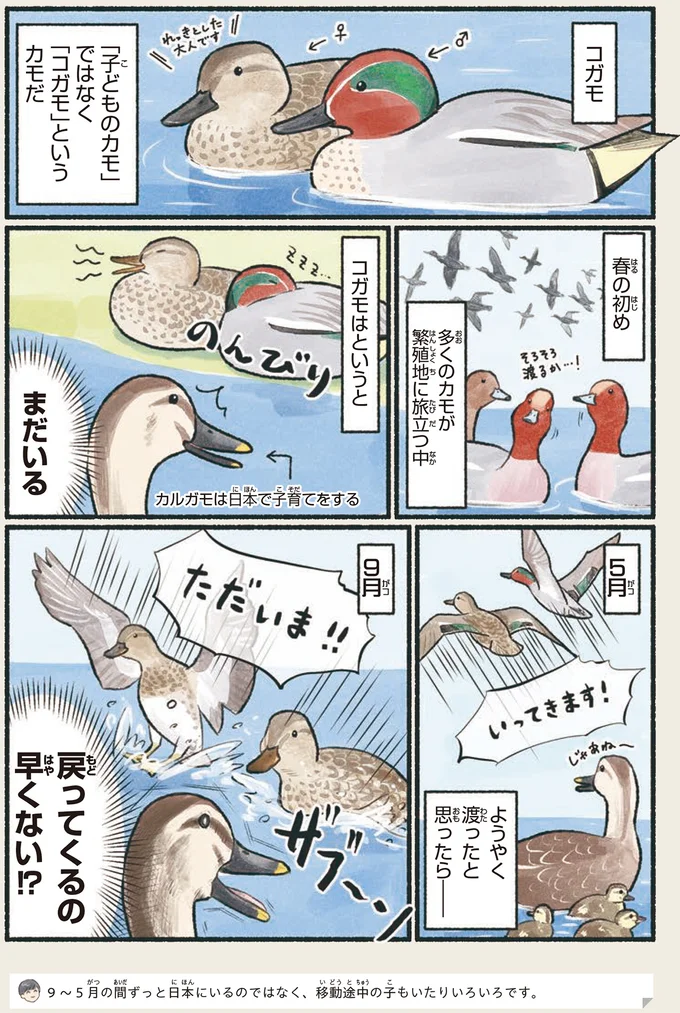 『意外と知らない鳥の生活』より