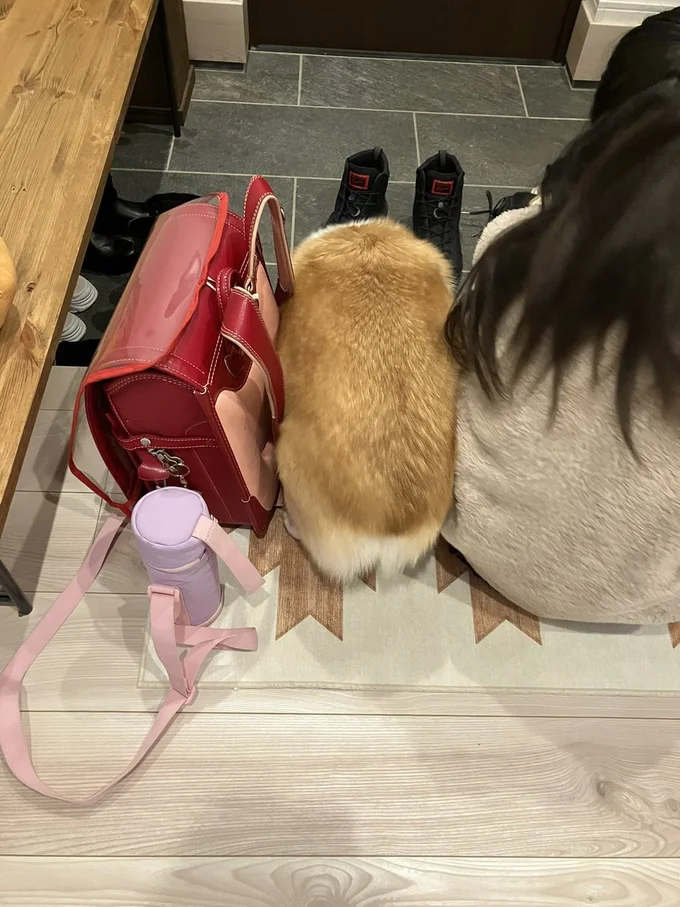 食パン？バッグ？と思ったら、コーギーでした！▶グリコちゃんと娘さんのナイスコンビ（⇒次）