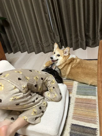 グリコちゃんはキョトン▶お父さんの靴に挟まるグリコちゃん（⇒次）