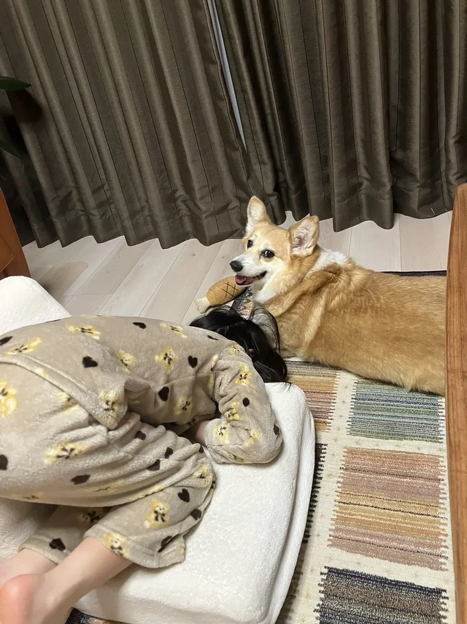 グリコちゃんはキョトン▶お父さんの靴に挟まるグリコちゃん（⇒次）