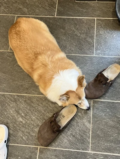 意外に、ここが落ち着く！▶ミカンに熱い視線を送るグリコちゃん（⇒次）