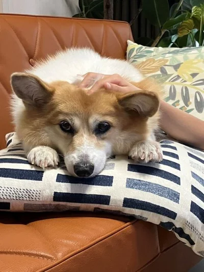 娘さんからのやさしいナデナデ♪▶ナデナデが物足りない！？（⇒次）