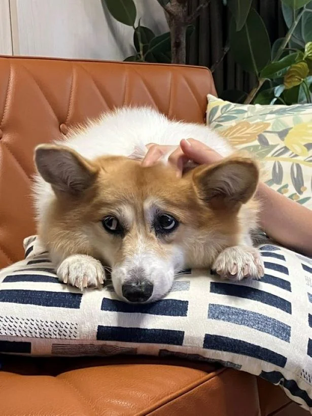 でも、とりあえずされとく！▶登校する娘さんの背中を押すコーギー（⇒次）