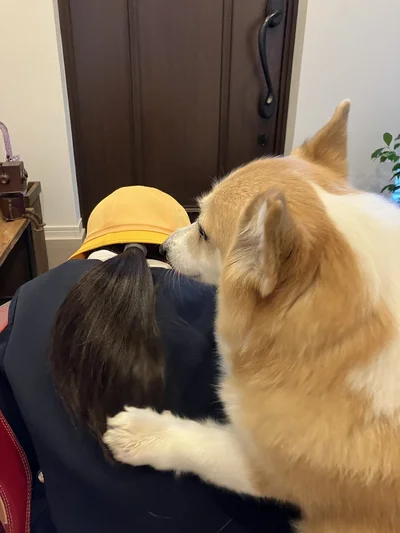 「今日もがんばれよ！」ってエールを送っているみたい▶玄関でお見送りするグリコちゃん（⇒次）