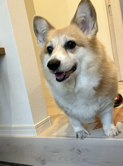 いってらっしゃい！▶後ろ姿が可愛い！（⇒次）