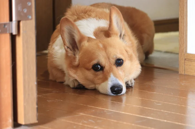 伏せをするコーギー