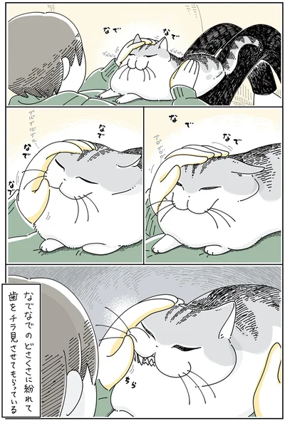 歯をチラ見させてもらっている