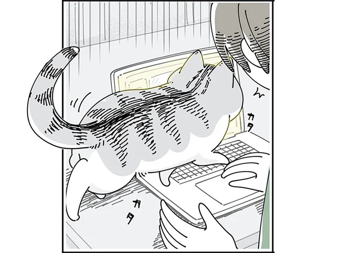 キーボードの上を歩く猫