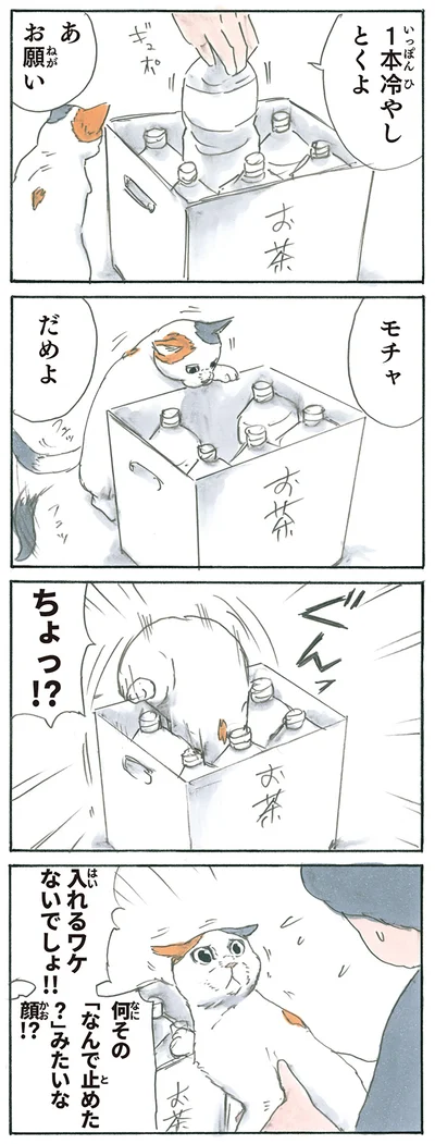 『拾い猫のモチャ5』より