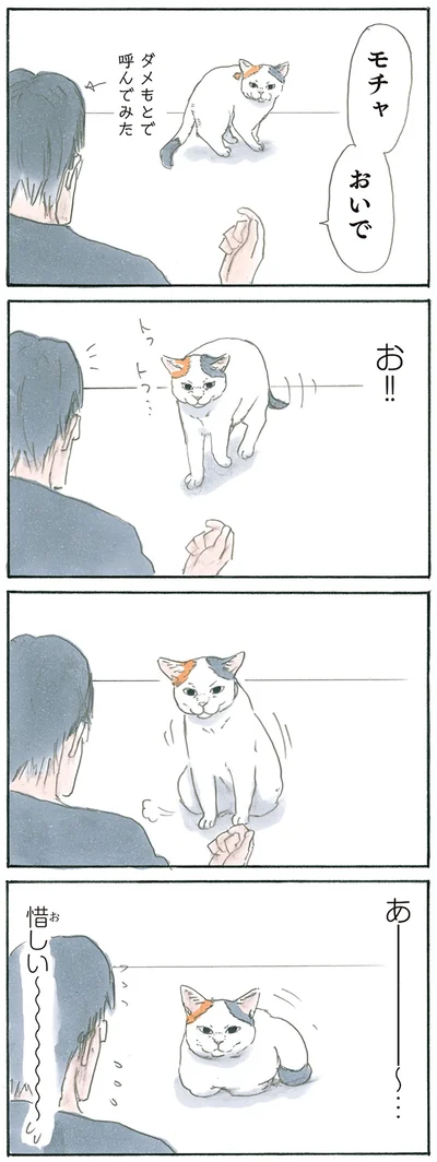 『拾い猫のモチャ5』より