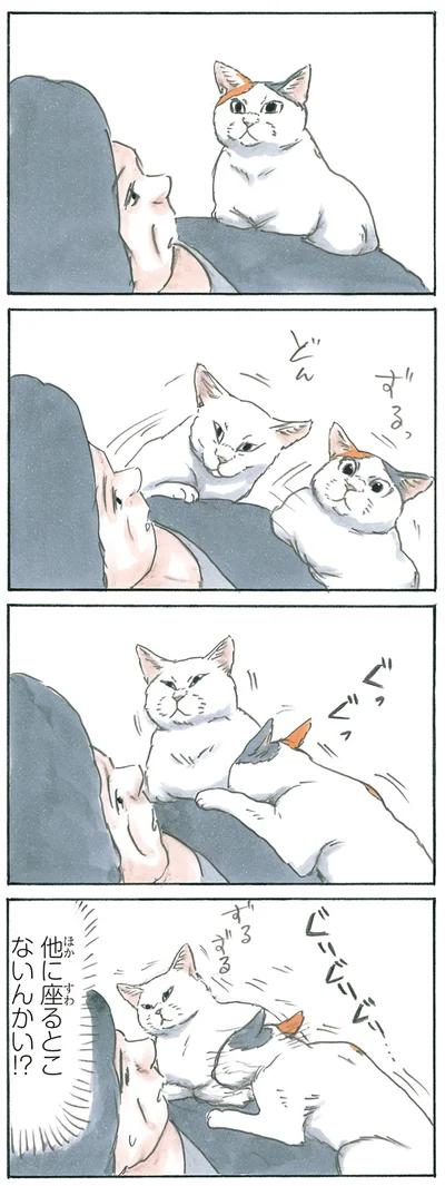 『拾い猫のモチャ5』より