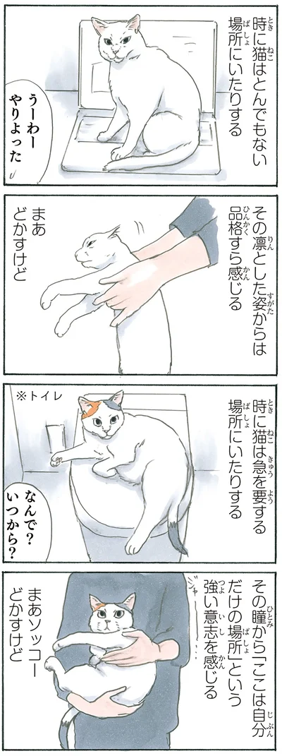 『拾い猫のモチャ5』より