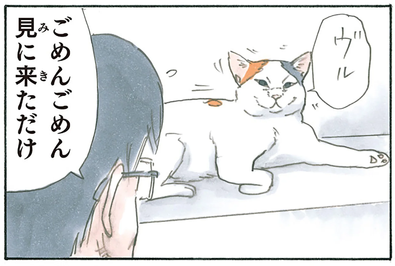 そーっと覗いたらちゃんといてくれる。定位置に猫たちが存在する安心感